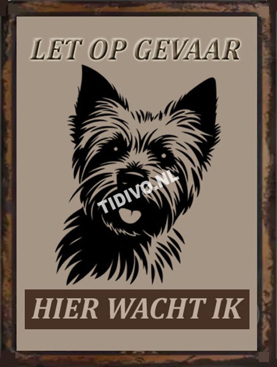 Norwich Terrier 18