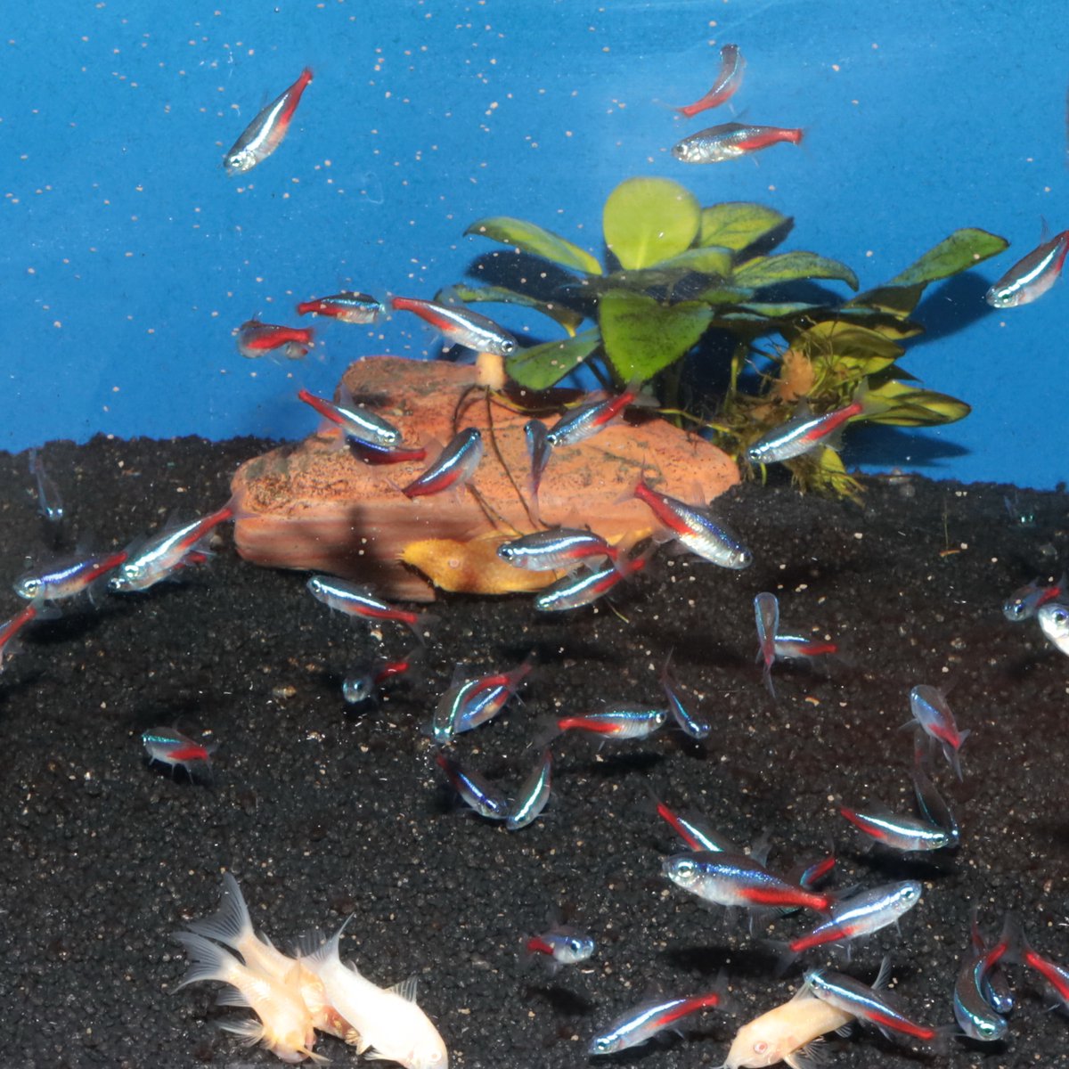 JBL ProNovo Neon Grano XXS - Neontetra Visvoer