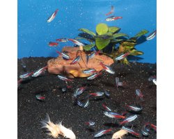JBL ProNovo Neon Grano XXS - Neontetra Visvoer