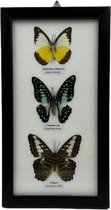 Western Deco - 3x vlinder in lijst - opgezette insect - 25x14 cm - #3