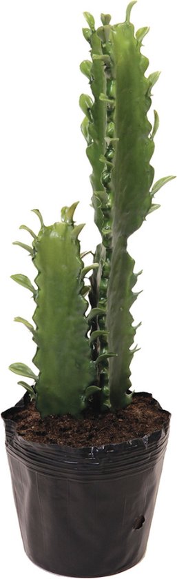 Kunstcactus in groene pot H48