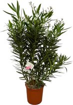 nerium-oleander-struik-met-witte-bloem-110-cm-o27cm