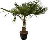 Trachycarpus Fortuneii - Palmboom - Palm- 200 Cm - Ø30Cm
