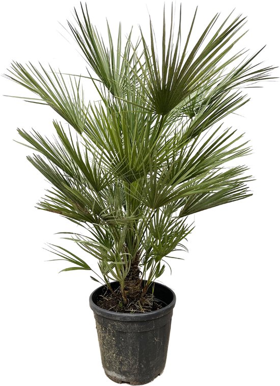 Dwergpalm 80 cm winterhard camerops humilis