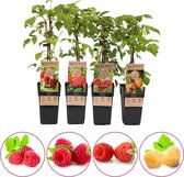 Frambozen fruitplanten mix - 1 gele framboos, 3 rode frambozen - set van 4 fruitplanten - hoogte 45-55 cm
