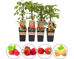 Frambozen fruitplanten mix - 1 gele framboos, 3 rode frambozen - set van 4 fruitplanten - hoogte 45-55 cm