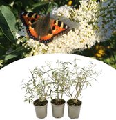 NatureNest - Arbre à papillons - Buddleja (Davidii) - blanc - 3 pièces - 30-38 cm