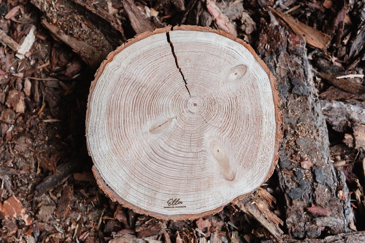 Boomstam sierschijf met schors 45 cm doorsnede