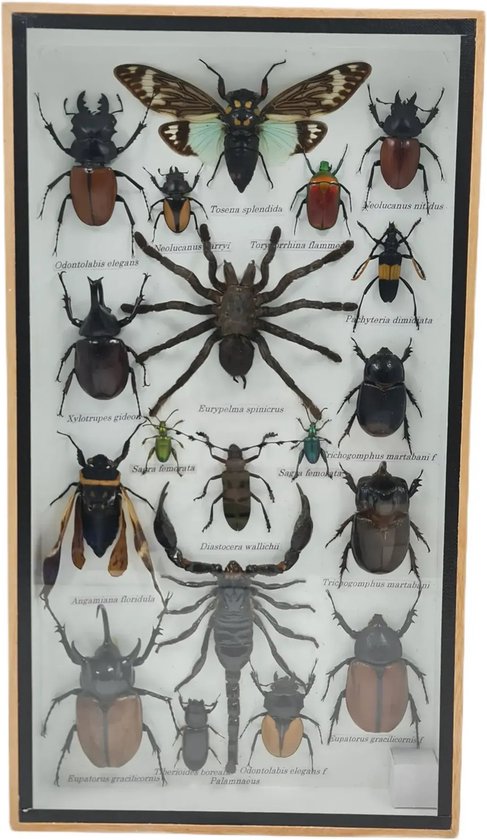 Western Deco - Insecten box Assorti Verticaal - Tosena Splendida – Opgezette Insecten - 36x20 cm