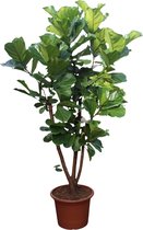 Ficus Lyrata vertakt XXXL - 250cm