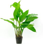 Aquafleur Anubias Heterophylla | Langsteelspeerblad | in 5 cm pot