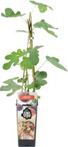 Bloomique - Ficus Carica 'Brown Turkey' - Vijgenboom - Fruitbomen - Tuinplanten - Winterhard - ⌀14 cm - Hoogte 60-70cm