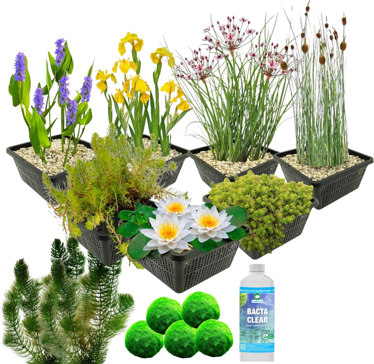 Waterworld Vijverplanten Pakket - Mini Vijver - Ca. 0,5 tot 1m³ Water - 13 Waterplanten 2 Oppot Sets (Vijvermandje, Klei, Grind & Voeding) kopen