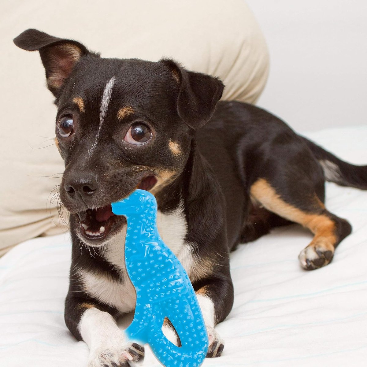 Nylabone flexi voor honden puppy dental dinosaur chicken tot 11 kg thumbnail 5