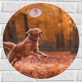 Muursticker Cirkel - Hond - Dier - Spelen - Bos - Bladeren - Herfst - 50x50 cm Foto op Muursticker