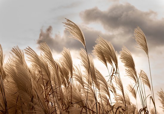 Foto: Fotobehang duinen helmgras wolken natuur vliesbehang 254 x 184 cm 