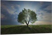 Vlag - Landschap - Natuur - Boom - 120x80 cm Foto op Polyester Vlag