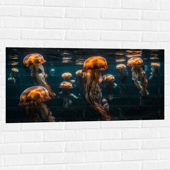 Muursticker - Kwallen - Zee - Oceaan - Dieren - Groep - 100x50 cm Foto op Muursticker