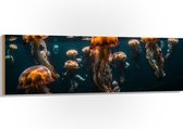 Hout - Kwallen - Zee - Oceaan - Dieren - Groep - 150x50 cm - 9 mm dik - Foto op Hout (Met Ophangsysteem)