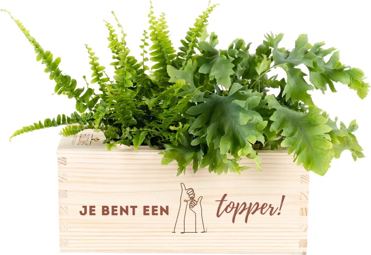 Kamerplanten cadeau – je bent een topper – met watergeefsysteem - BloomsBox