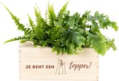 Bol.com Blooms out of the Box M 'Je bent een topper' - verpakkingsvrij plant cadeau met 2 luchtzuiverende planten - inclusief sl... aanbieding