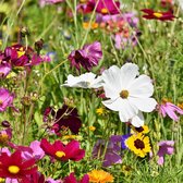 MRS Seeds & Mixtures : Bloemmengsel voor Vlinders - Laagbloeiend – 18 laagbloeiende bloemsoorten – trekt vlinders aan – een- en meerjarige bloemen – mix van wilde bloemen