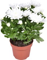 Plantenboetiek.nl | Chrysanthemum Brave - Ø12cm - Hoogte 26cm - Kamerplant - Groenblijvend