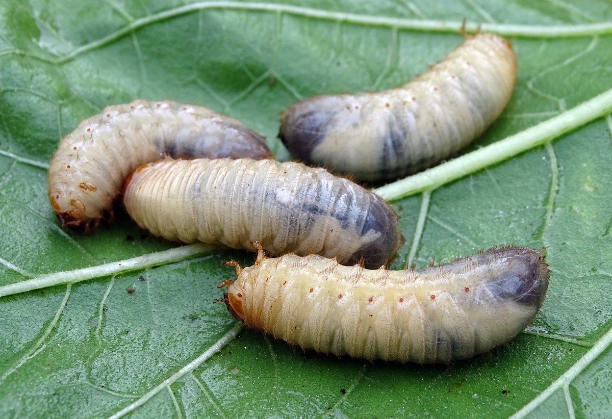 Ferrarium aaltjes tegen emelten voor 40M2 gazon - 20 miljoen aaltjes - aaltjes tegen emelten - nematoden tegen emelten - Steinernema carpocapsae