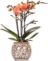 Kolibri Orchids | Oranje Phalaenopsis orchidee - Mineral Bolzano + Safari pot - potmaat Ø9cm | bloeiende kamerplant - vers van de kweker