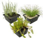 vdvelde.com - Inheemse Onderwaterplanten - 12 stuks - Aarvederkruid, Naaldgras, Lidsteng - Zuurstofplanten set - 12 planten - Plaatsing: -1 tot -80 cm