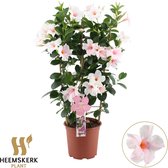 Plantenboetiek.nl | Mandevilla Summerstar Pink Touch Rek - Ø19cm - 75cm hoog - Tuinplant