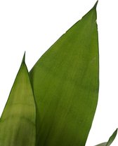 The Green Corner - Sansevieria Moonshine - Hoogte 50cm - Diameter 14cm