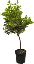 Trendyplants - Euonymus Japonicus - Japanse Kardinaalsmuts - Tuinplant - Hoogte 90-110 cm - Potmaat Ø21cm