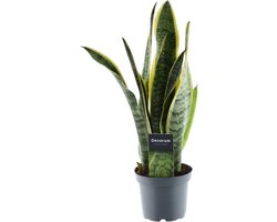 Omslag van Sansevieria Laurentii, Kamerplant met zwaardvormige bladeren, 45 cm hoog, ø12