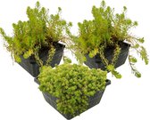 vdvelde.com - Paniers Oxygen Plants Set - Pour 500 - 1 000 litres d'eau - 12 plantes - Placement: -1 à -80 cm