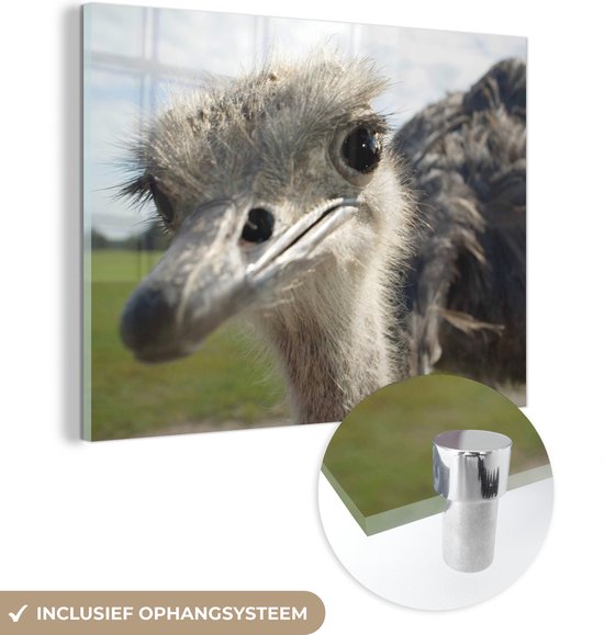 MuchoWow® Glasschilderij 80x60 cm - Schilderij acrylglas - Een close-up van een grijze emoe - Foto op glas - Schilderijen