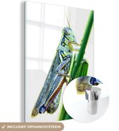 MuchoWow® Glasschilderij 30x40 cm - Schilderij acrylglas - Een sprinkhaan op een groene grasspriet - Foto op glas - Schilderijen