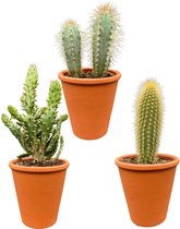 Unieke Cactus Set: Een Mix van Drie Unieke Soorten Cactussen in terracotta potten - 15-20cm - Ø9.5 cm