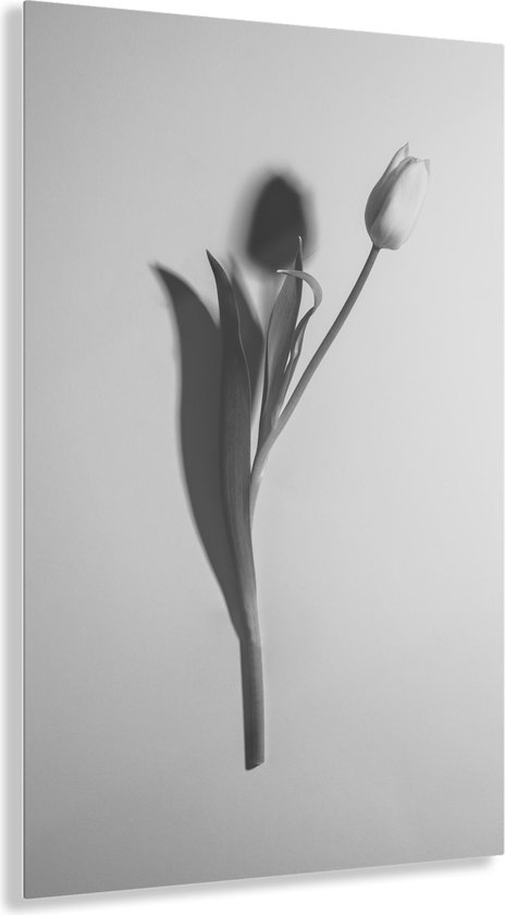 Indoorart - Glasschilderij zwart wit tulp - Afbeelding op plexiglas - Inclusief montagemateriaal