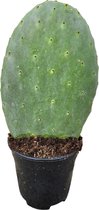 Trendyplants - Opuntia Ficus Indica - Vijgcactus - Hoogte 30-50 cm - Potmaat Ø17cm