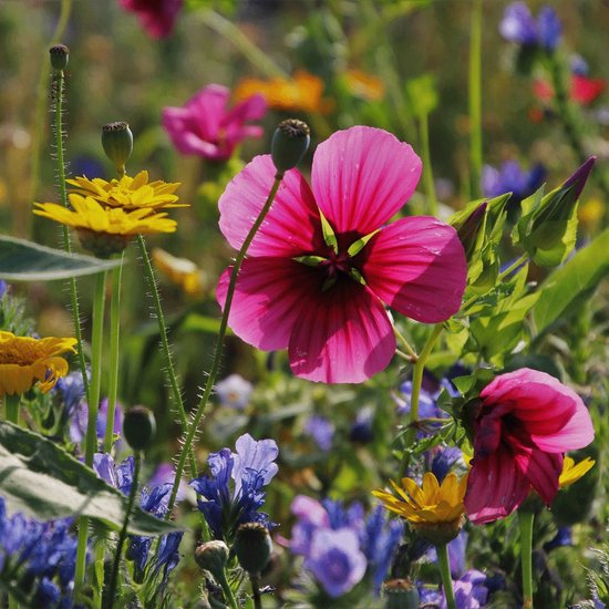 MRS Seeds & Mixtures - Bijenmengsel 1-jarig – 20 eenjarige bloemen – erg kleurrijk – ideaal voor tuinen en bloemenweides – aantrekkelijk voor nuttige insecten