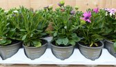 Margriet Osteopermum espagnole 10 pots en plateau, différentes couleurs