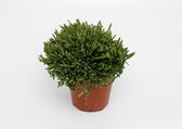 Plantenboetiek.nl | Rhipsalis Ewaldiana - Ø12cm - 15cm hoog - Kamerplant - Groenblijvend - Cactus & Vetplanten