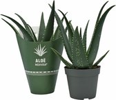 Plantenboetiek.nl | Aloe MEDIVERA Equator - Ø14cm - Hoogte 30cm - Kamerplant - Groenblijvend - Cactus & Vetplanten
