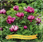 Plantenboetiek.nl | Paeonia Itoh 'Pink Ardour' - Pioenroos - Ø21cm - 35cm hoog - Tuinplant