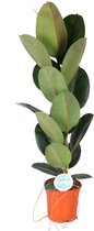 Ficus Elastica Robusta - Ø21cm - 90cm