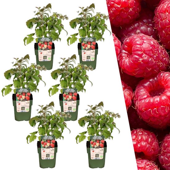 Zes frambozenplanten met groene potten, elk met een label met afbeeldingen van frambozen en de tekst '100% BIO'. Rechts een close-up van rijpe frambozen.
