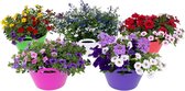 Plantes à massif en bol - Floraison d'été en grand pot - Festival Colors | 1 pièce
