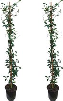 Plant in a Box - Trachelospermum jasminoides 'Pink Showers' - Set van 2 - Jasmijn XL - Winterharde klimplant - Pot 17cm - Hoogte 110-120cm