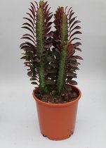 Vetplant – Wolfsmelk (Euphorbia Trigona Rubra) – Hoogte: 40 cm – van Botanicly